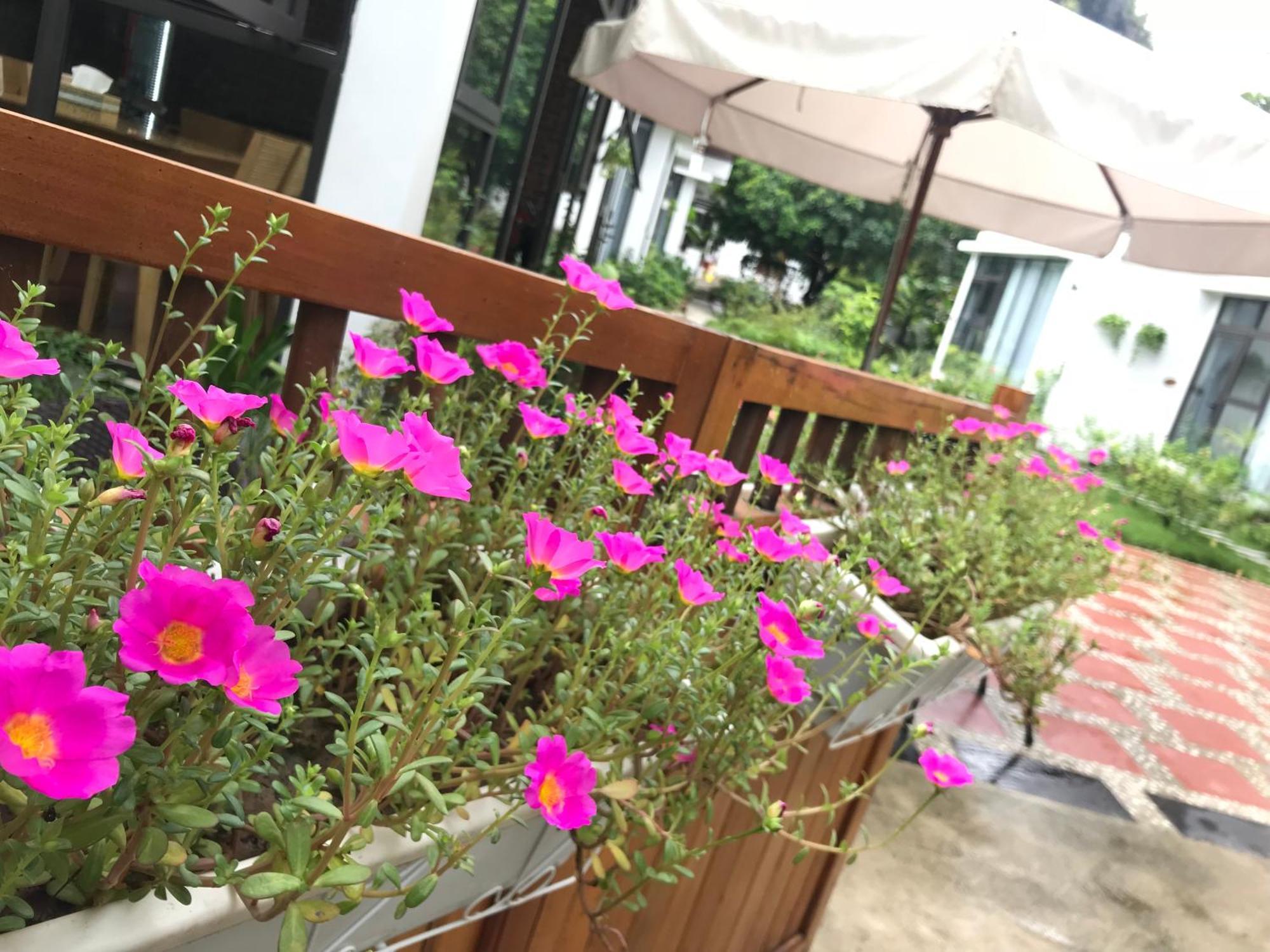 Tam Coc Boutique Garden Ξενοδοχείο Νιν Μπιν Εξωτερικό φωτογραφία